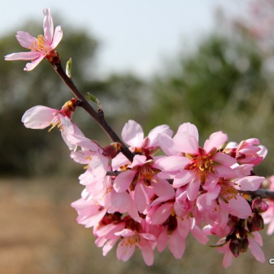 Almond blossom Vida Pura