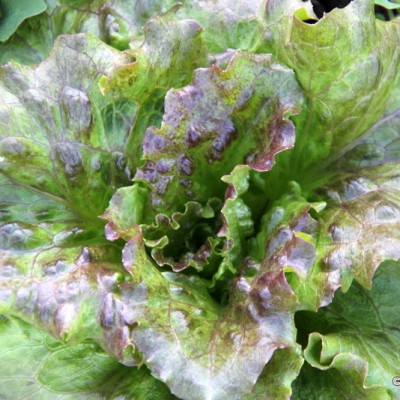 Lettuce Vida Pura