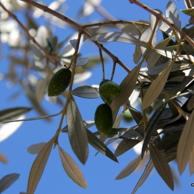 Olive Tree Vida Pura
