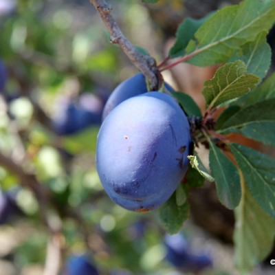 Plums 2014