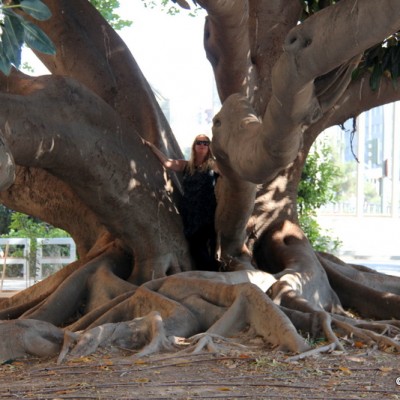 Valencia Special Tree