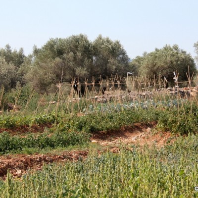 Vida Pura Tomatoes and more growing olive trees