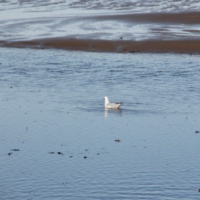 bird watching delta de l'ebre