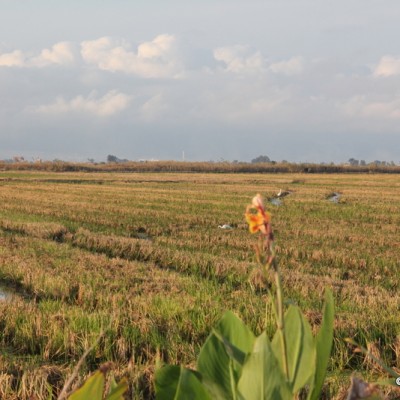 delta de l'ebre vegetation types