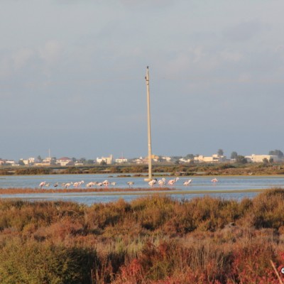monnatura flamingos delta de l'ebre catalonia