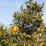 Gastronomic Days of Citrus Fruit in Alcanar