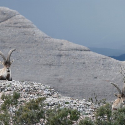 Festa Romeus a Monistrol de Montserrat