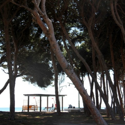 La Pineda Pines La Pineda Pines
