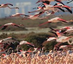 mon natura curious Delta de l'Ebre wildlife