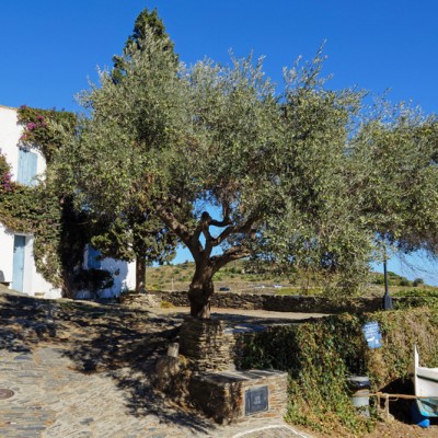 Cadaques Olive Tree By The Water