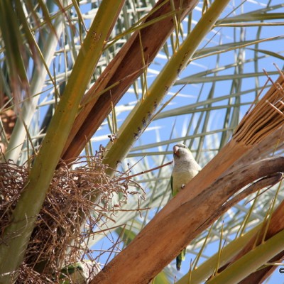 Vilanova i la Geltru promenade and parakeets