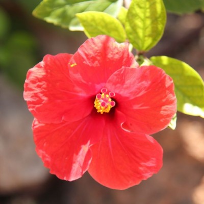 Almassora Spain Flowers