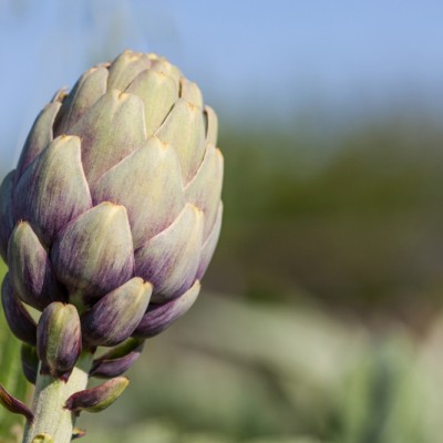 Artichoke Festival Amposta